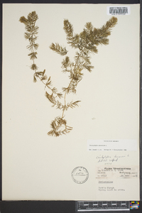 Ceratophyllum demersum image