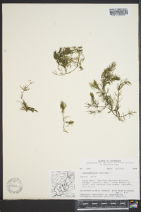 Ceratophyllum demersum image