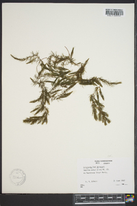 Ceratophyllum demersum image