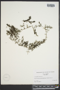 Ceratophyllum demersum image