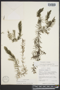 Ceratophyllum echinatum image