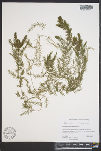 Ceratophyllum demersum image