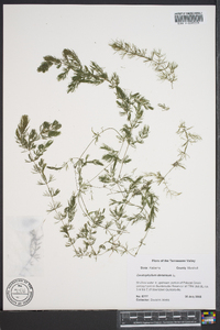 Ceratophyllum demersum image