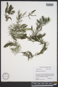 Ceratophyllum demersum image