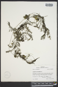 Ceratophyllum demersum image