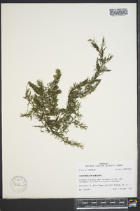 Ceratophyllum demersum image