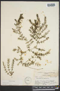 Ceratophyllum demersum image