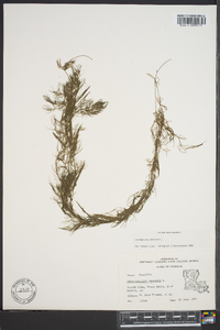 Ceratophyllum demersum image