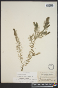 Ceratophyllum echinatum image