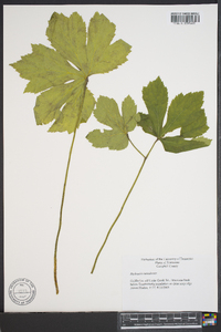 Hydrastis canadensis image