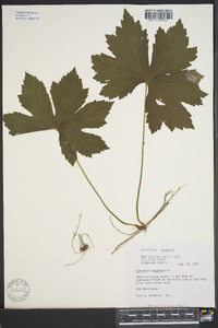 Hydrastis canadensis image