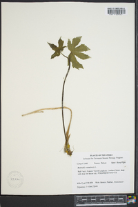 Hydrastis canadensis image