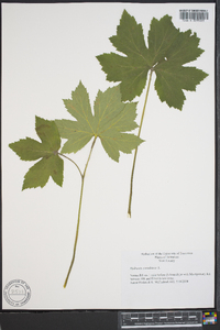 Hydrastis canadensis image