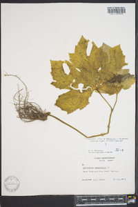 Hydrastis canadensis image