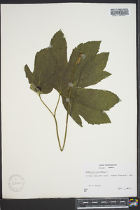 Hydrastis canadensis image