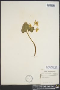 Caltha palustris image