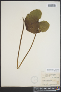 Caltha palustris image