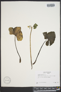 Caltha palustris image