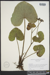 Caltha palustris image