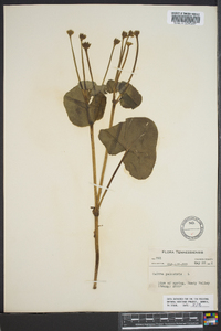 Caltha palustris image