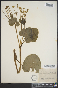 Caltha palustris image