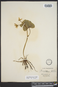 Caltha palustris image