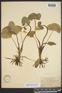 Caltha palustris image