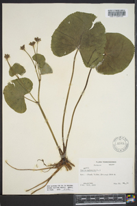 Caltha palustris image