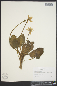 Caltha leptosepala image