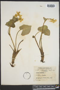 Caltha palustris image