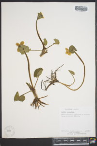 Caltha palustris image