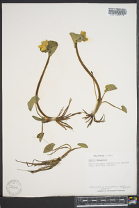 Caltha palustris image