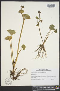 Caltha palustris image