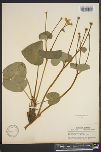 Caltha palustris image