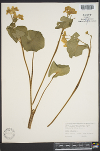 Caltha palustris image