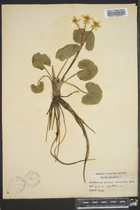 Caltha palustris image