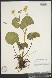 Caltha palustris image