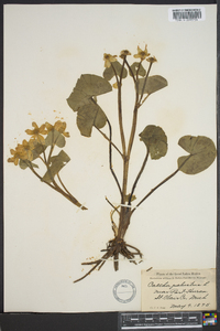 Caltha palustris image