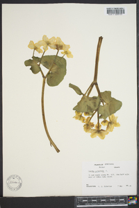 Caltha palustris image