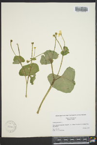 Caltha palustris image