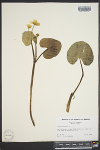 Caltha palustris image