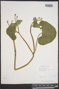 Caltha palustris image