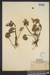 Caltha palustris image