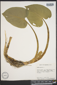 Caltha palustris image