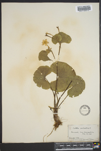 Caltha palustris image