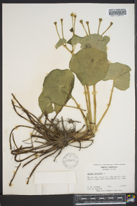 Caltha palustris image