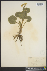 Caltha palustris image