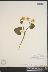 Caltha palustris image