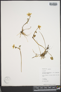 Caltha palustris image