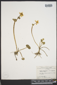 Caltha palustris image